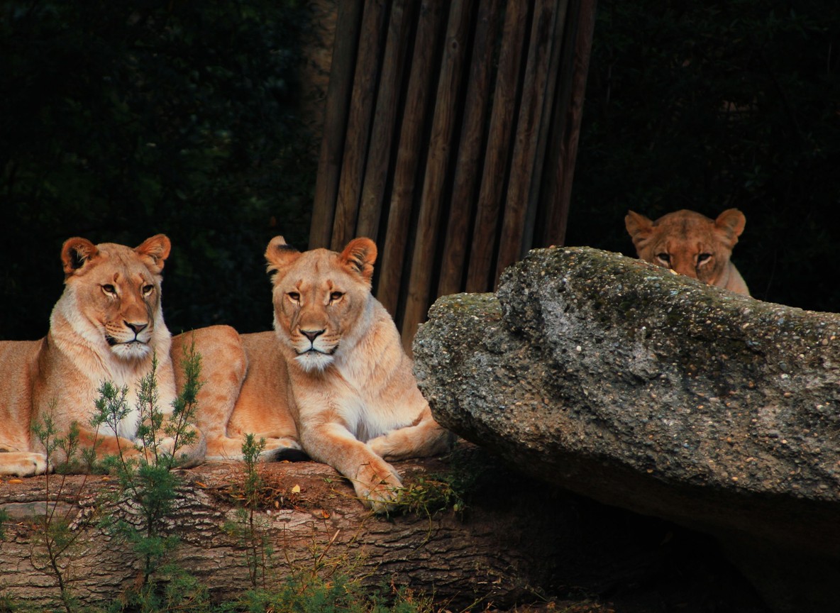 Diverse group of travelers on a safari vehicle watching wildlife in the Maasai Mara at golden hour