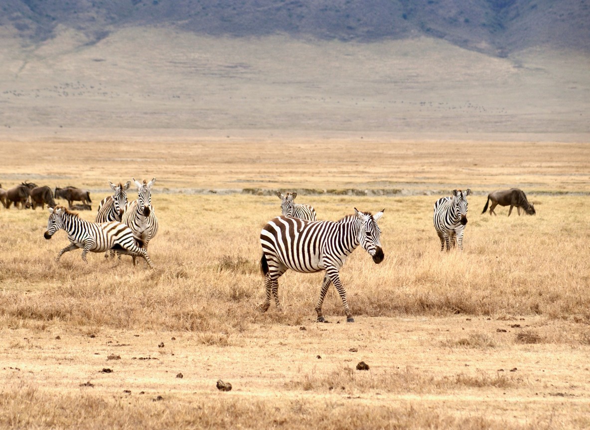 Maasai guide walking with safari travelers through the grasslands near a conservancy in Kenya