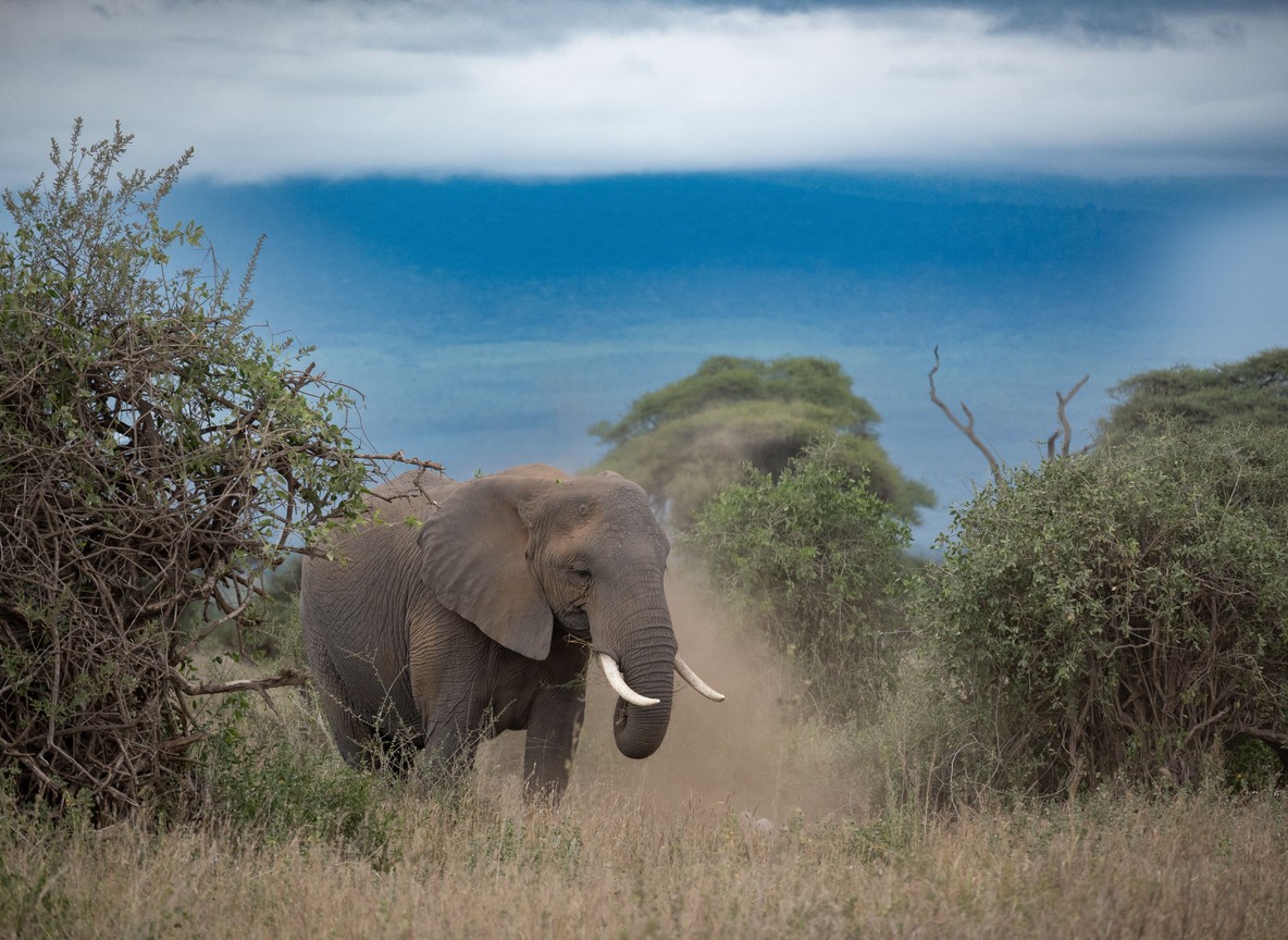Budget Amboseli Safari Vs Mid Range Amboseli Safari