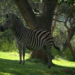 Budget Vs Mid Range Safari Kenya