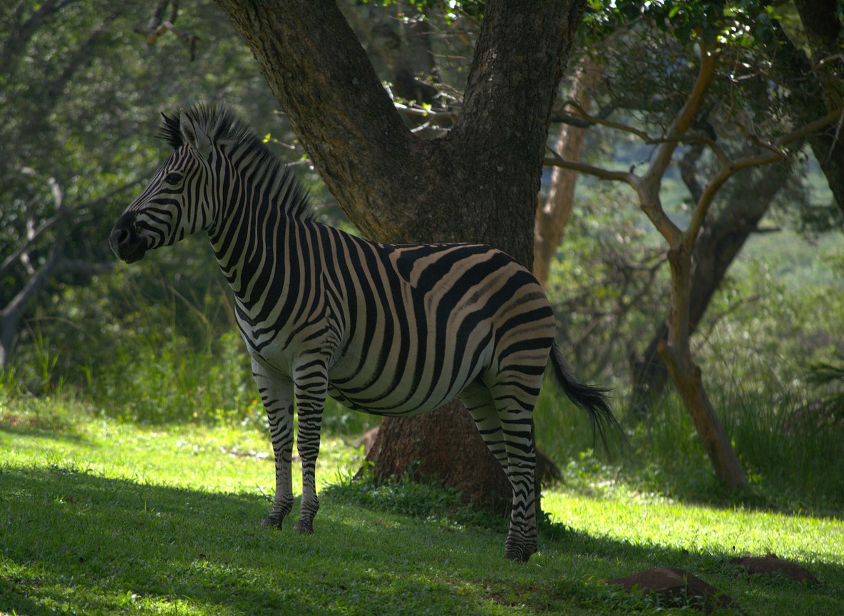 Budget Vs Mid Range Safari Kenya