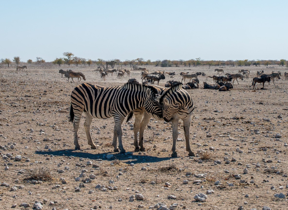 Budget Vs Mid Range Safari Kenya