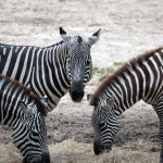 a small herd of zebra grazing on the dry open plains of Buffalo Springs National Reserve