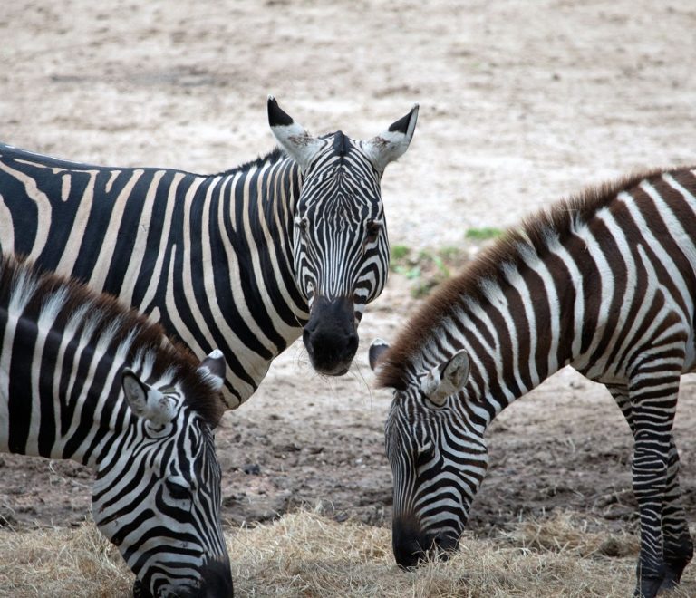 a small herd of zebra grazing on the dry open plains of Buffalo Springs National Reserve