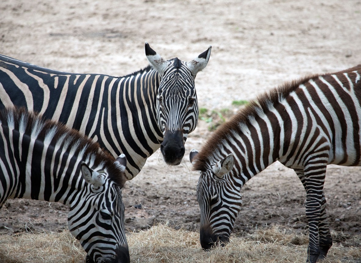 a small herd of zebra grazing on the dry open plains of Buffalo Springs National Reserve