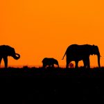 Elephant family silhouetted against an orange sunset sky on the open savanna, Kenya