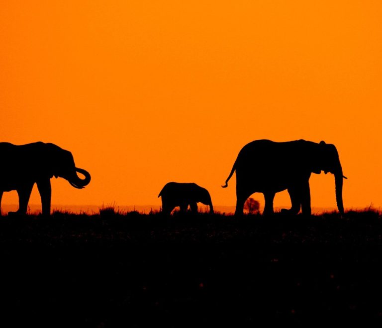 Elephant family silhouetted against an orange sunset sky on the open savanna, Kenya