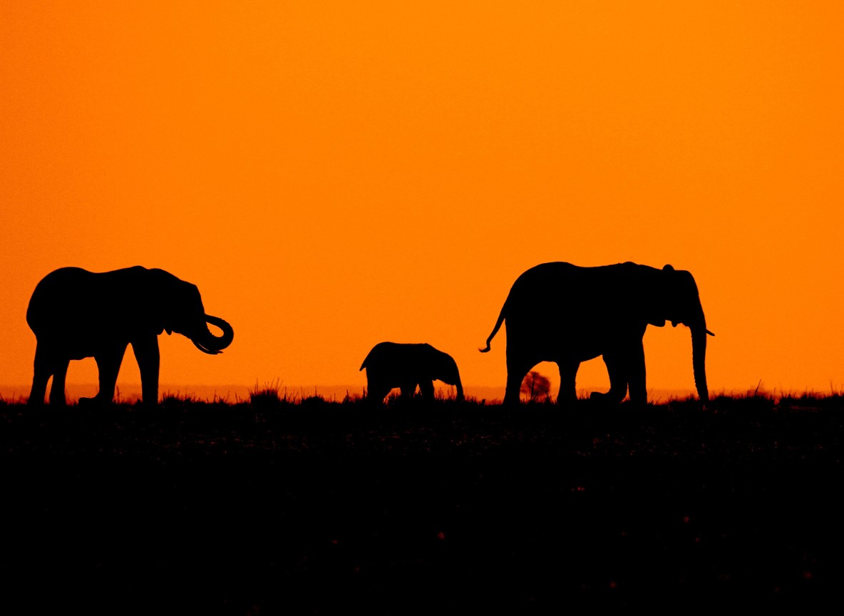 Elephant family silhouetted against an orange sunset sky on the open savanna, Kenya