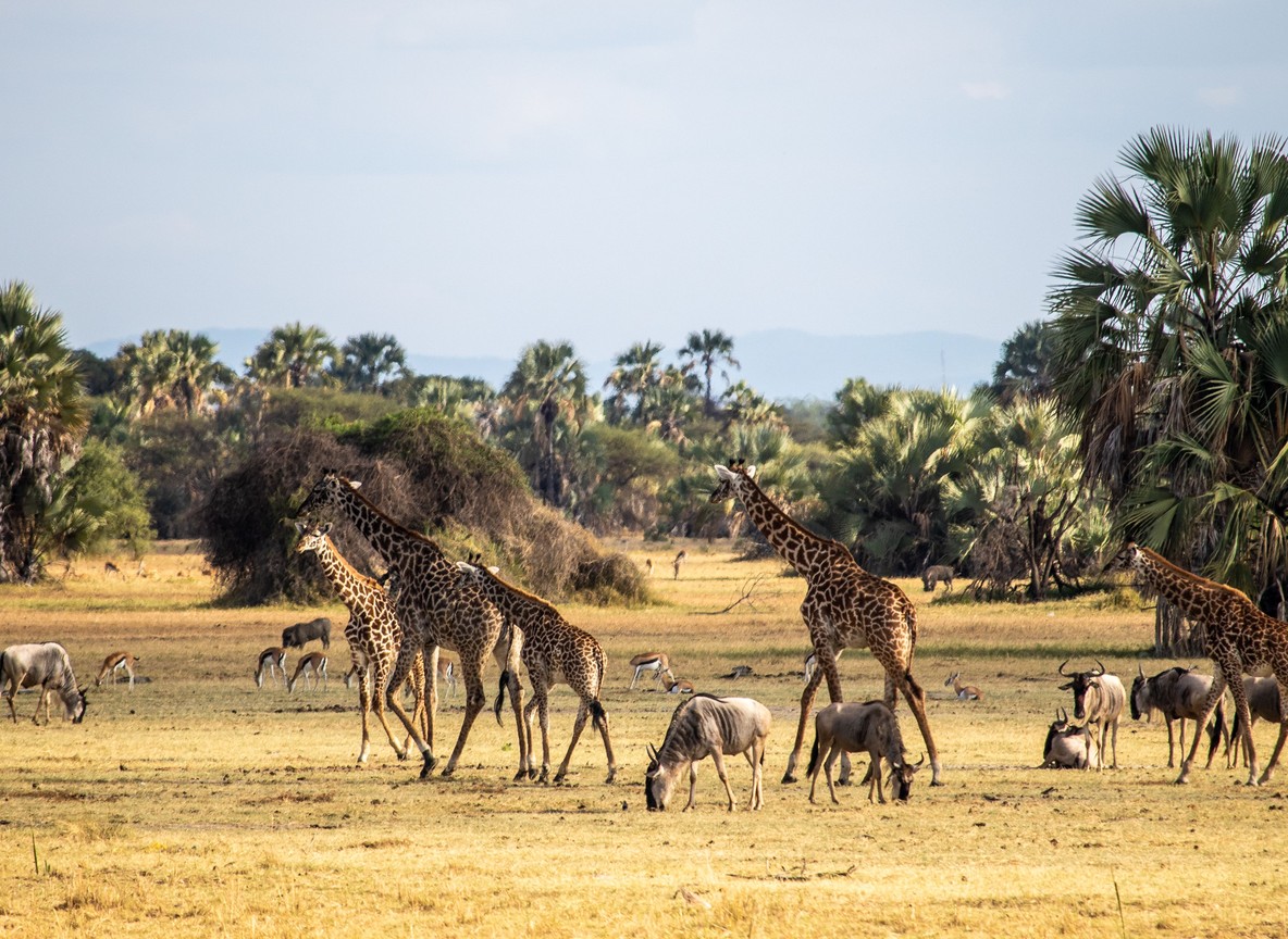 Giraffes and wildebeest gathered near palm trees on open savanna grassland, Kenya