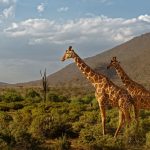 A herd of Grevy's zebra grazing on dry scrubland in the Laikipia region of northern Kenya, home to Loisaba Conservancy