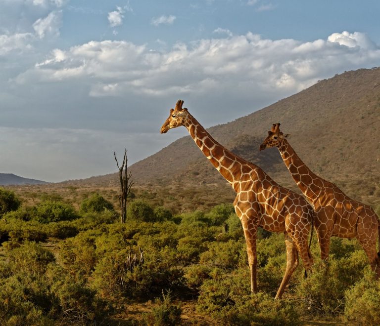 A herd of Grevy's zebra grazing on dry scrubland in the Laikipia region of northern Kenya, home to Loisaba Conservancy