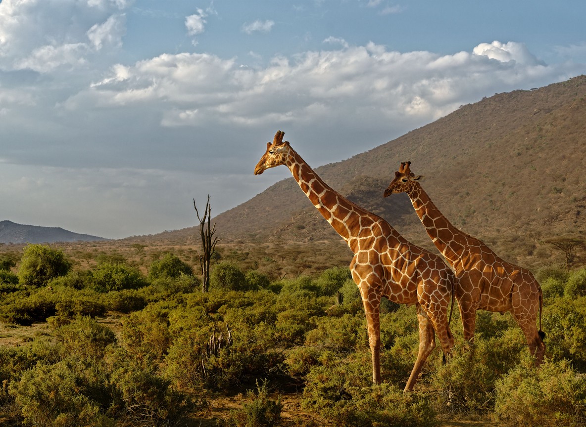 A herd of Grevy's zebra grazing on dry scrubland in the Laikipia region of northern Kenya, home to Loisaba Conservancy