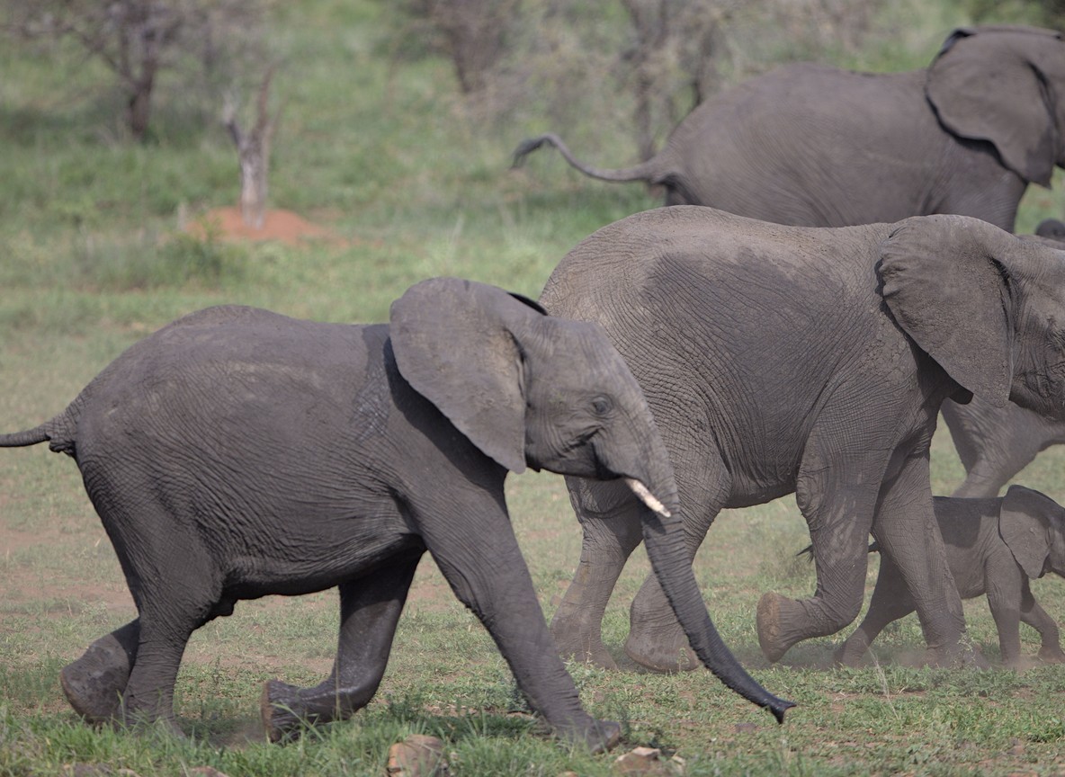 A family herd of elephants moving across the savanna in Tsavo, the kind of wildlife community scouts monitor and protect