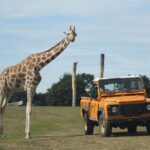 Conservation Safari Operator Vs Standard