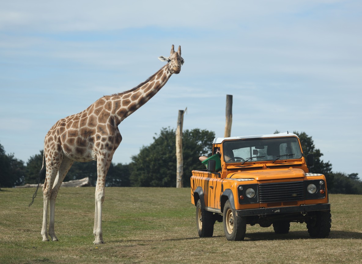 Conservation Safari Operator Vs Standard