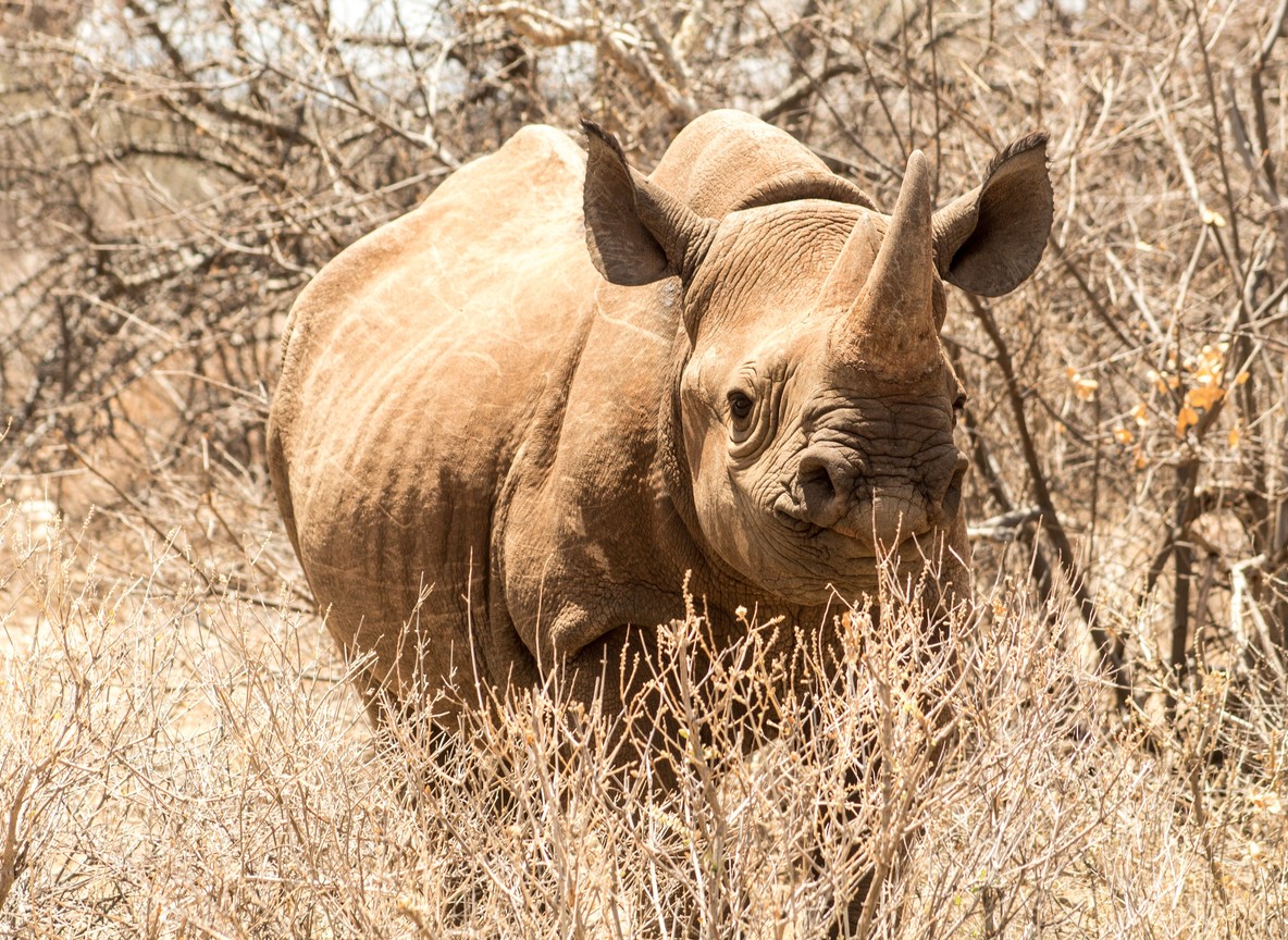 Conservation Safari Operator Vs Standard