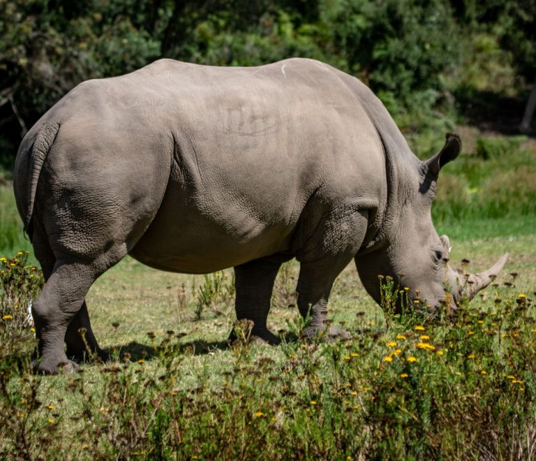 A small group of professionals in safari clothing observing a black rhino from a vehicle in Ol Pejeta Conservancy, Laikipia, with a ranger pointing out tracking equipment