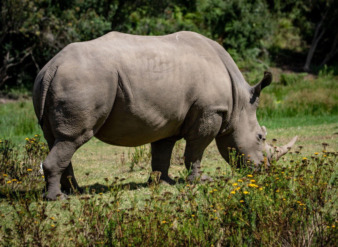 A small group of professionals in safari clothing observing a black rhino from a vehicle in Ol Pejeta Conservancy, Laikipia, with a ranger pointing out tracking equipment