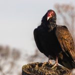 A Ruppell's vulture and a tawny eagle sharing a kill site on the open plains of Olderkesi Conservancy near the Masai Mara