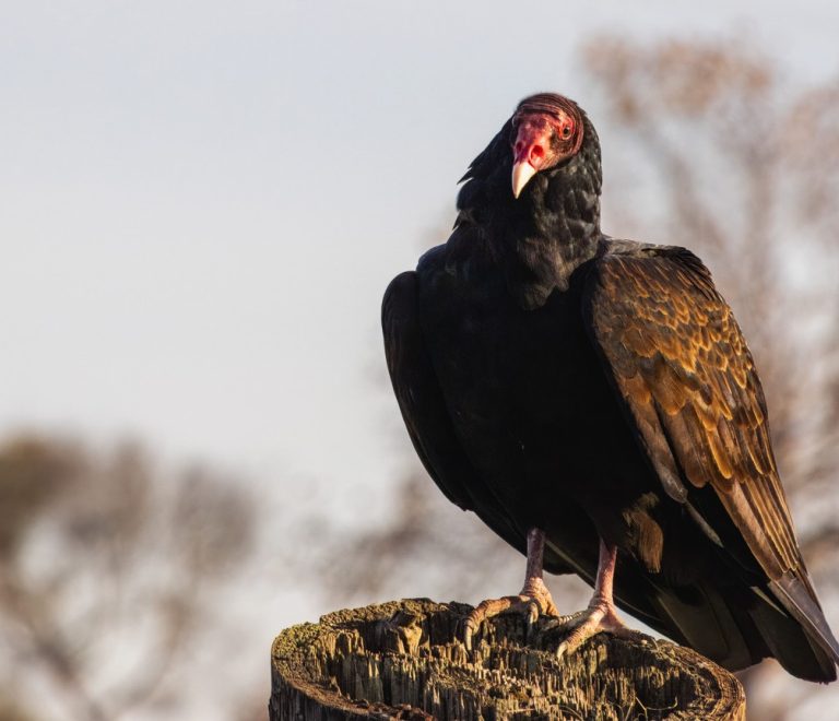A Ruppell's vulture and a tawny eagle sharing a kill site on the open plains of Olderkesi Conservancy near the Masai Mara