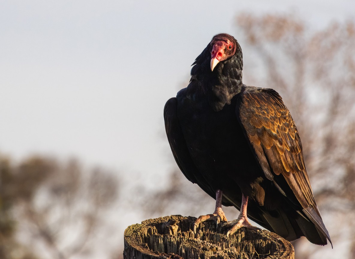 A Ruppell's vulture and a tawny eagle sharing a kill site on the open plains of Olderkesi Conservancy near the Masai Mara