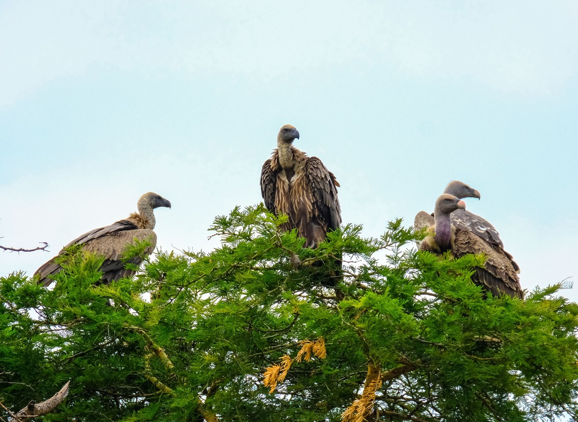 A KBoPT field researcher fitting a satellite tag to a vulture during a nest monitoring visit in Olderkesi Conservancy
