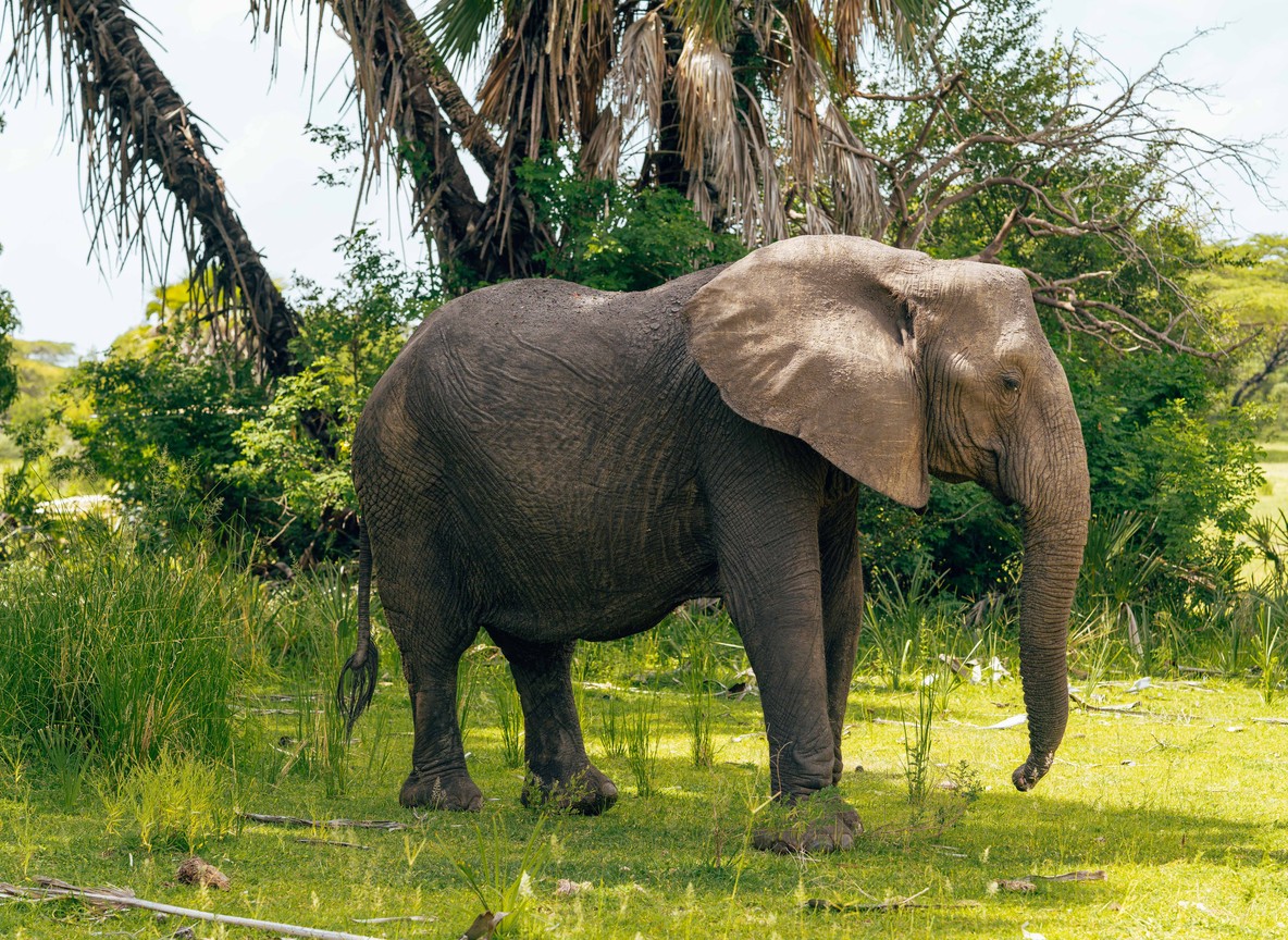 African elephant in a Kenyan conservancy, the kind of species identification and behavior knowledge KPSGA Silver and Gold exams test in the field