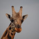 First Safari Vs Return Visit Timing