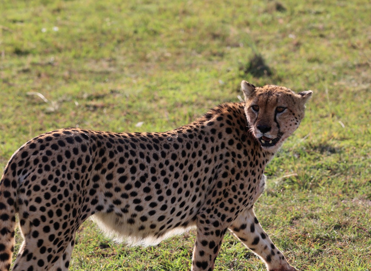 Fly In Vs Drive In Camp Masai Mara Guide