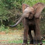 Fly In Vs Overland Northern Kenya Safari Cost Time Experience