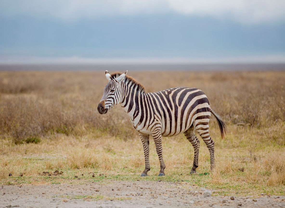 Fly Into Amboseli One Way And Drive Back