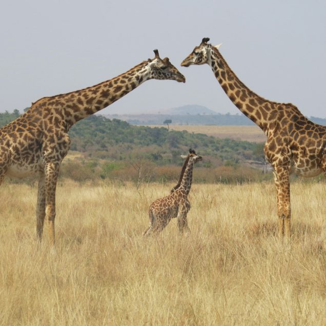 Giraffe Centre, Nairobi