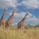 Giraffe Manor Nairobi