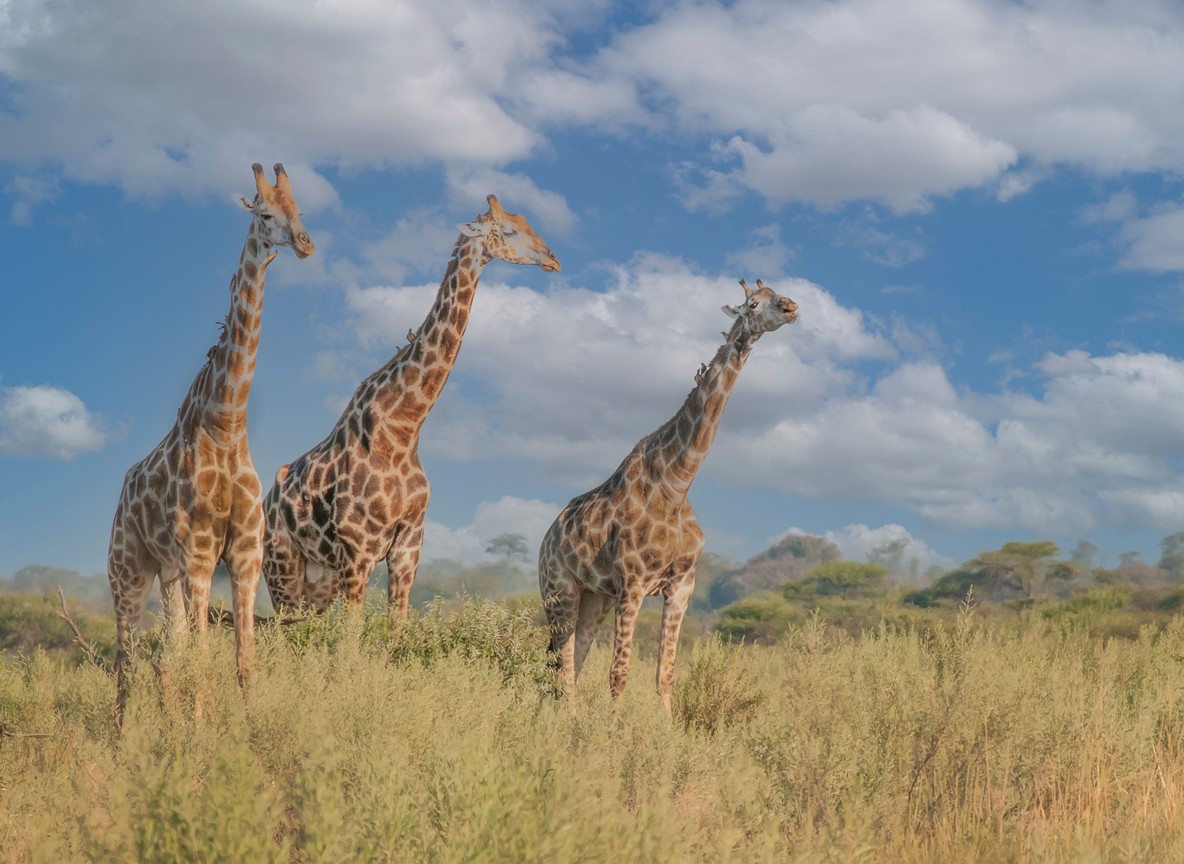 Giraffe Manor Nairobi