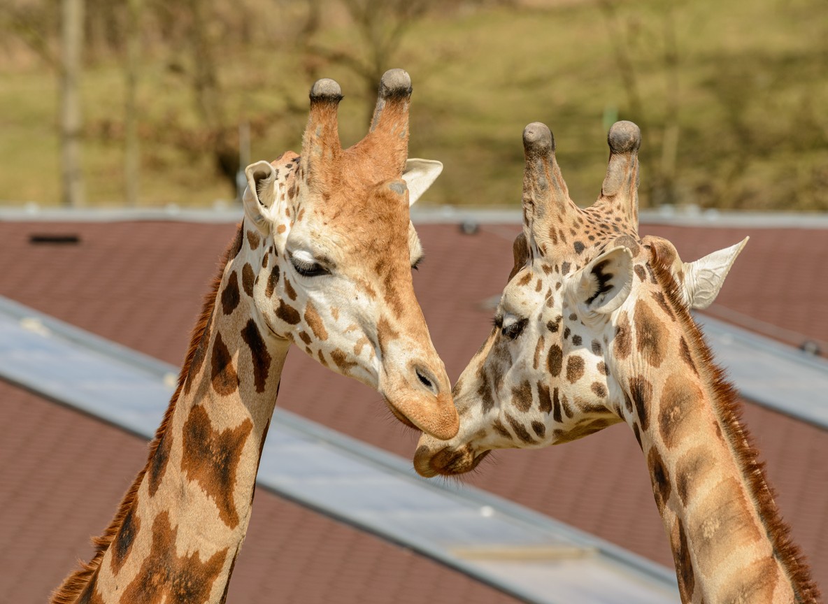 Giraffe Manor Nairobi