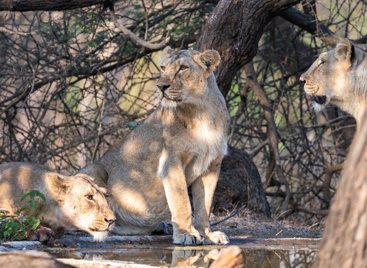 A safari guide and an askari standing beside a Land Cruiser at a riverside camp in the Masai Mara at sunrise