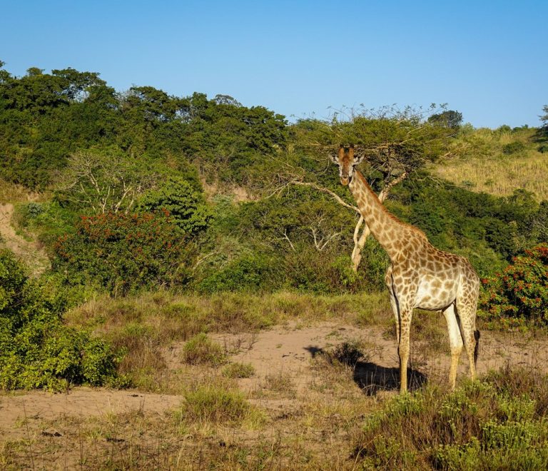 a young traveler in a safari vehicle watching zebra cross the plains of the Maasai Mara at golden hour