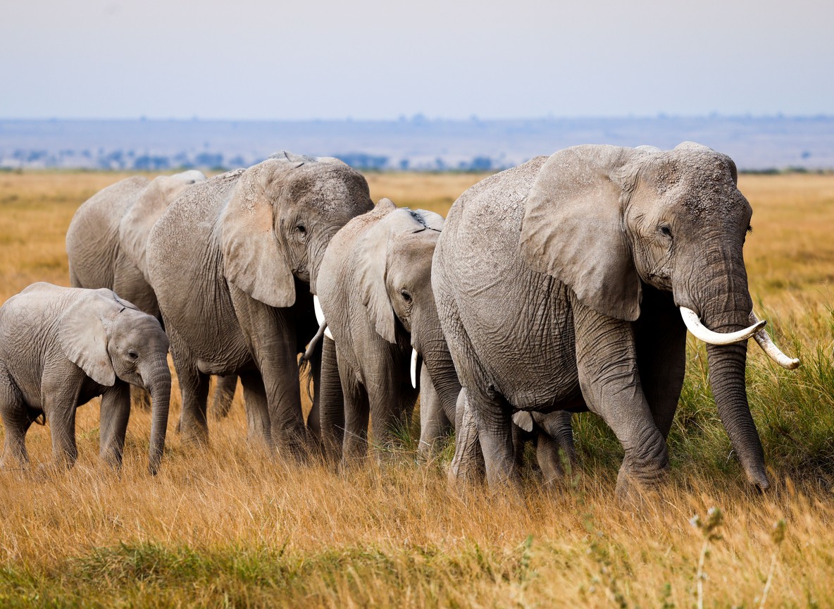 a graduate photographing elephants near Amboseli with Mount Kilimanjaro visible in the background