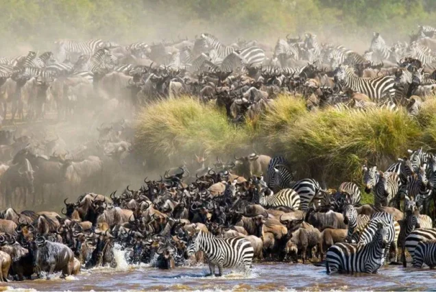 Wildebeest and zebra crossing the river during the Masai Mara migration