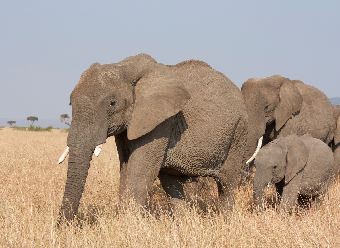Group Safari Vs Private Safari Kenya Guide