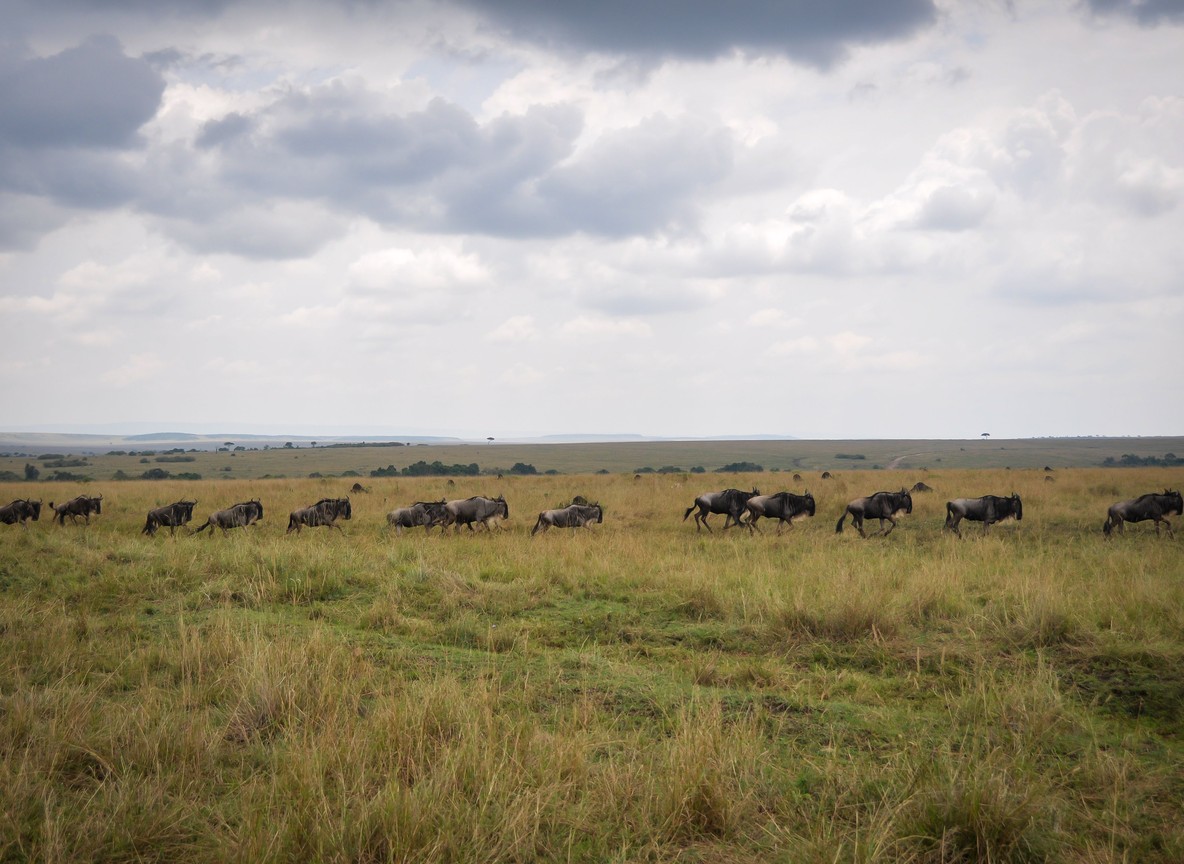 Group Safari Vs Private Safari Kenya Guide
