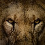 A photographer with a large telephoto lens shooting from a safari vehicle at golden hour in the Masai Mara, with a lion visible in the grass