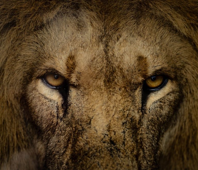 A photographer with a large telephoto lens shooting from a safari vehicle at golden hour in the Masai Mara, with a lion visible in the grass