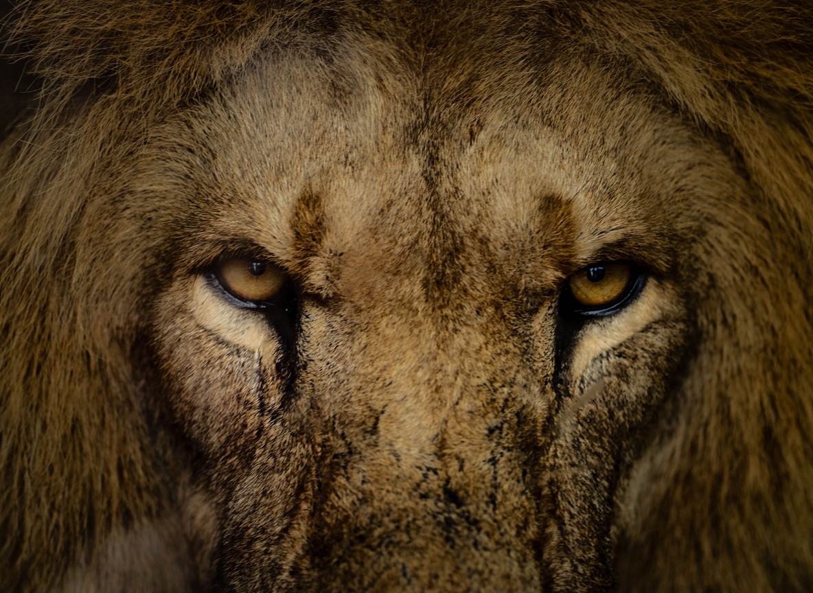 A photographer with a large telephoto lens shooting from a safari vehicle at golden hour in the Masai Mara, with a lion visible in the grass