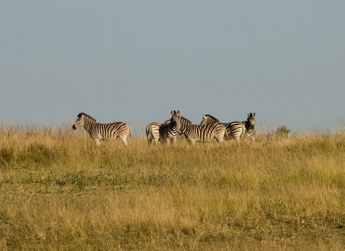 Zebra grazing on open grassland inside Hell's Gate National Park near Naivasha