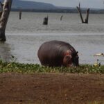Hells Gate National Park Safari
