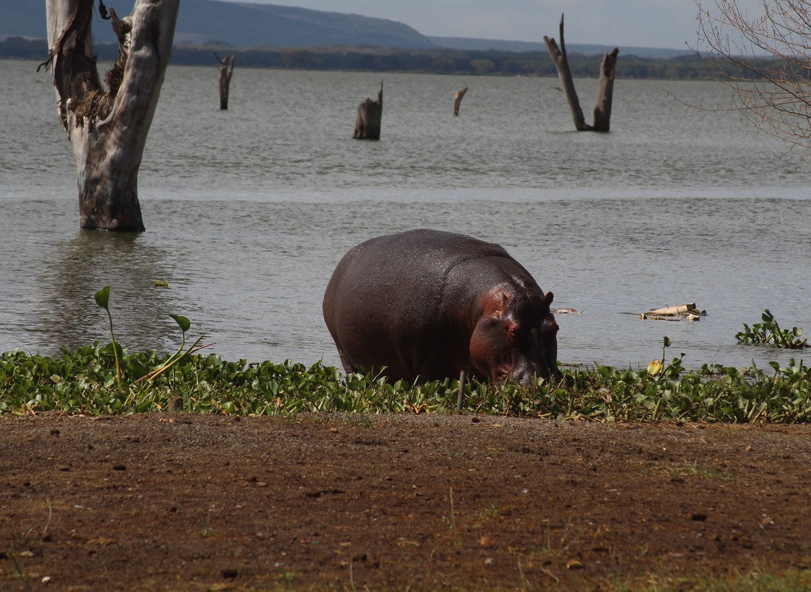 Hells Gate National Park Safari