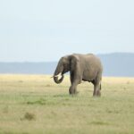 Horseback Safari Kenya