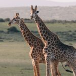 How Kenya Tourism Handles Fuel Price Volatility