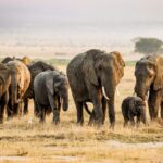 How Many Nights In Amboseli